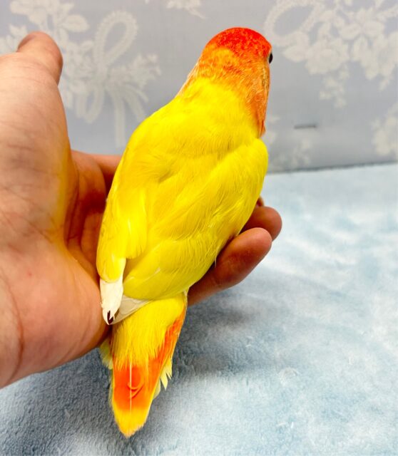 コザクラインコ（小桜インコ）