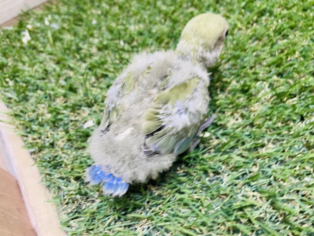 コザクラインコ（小桜インコ）