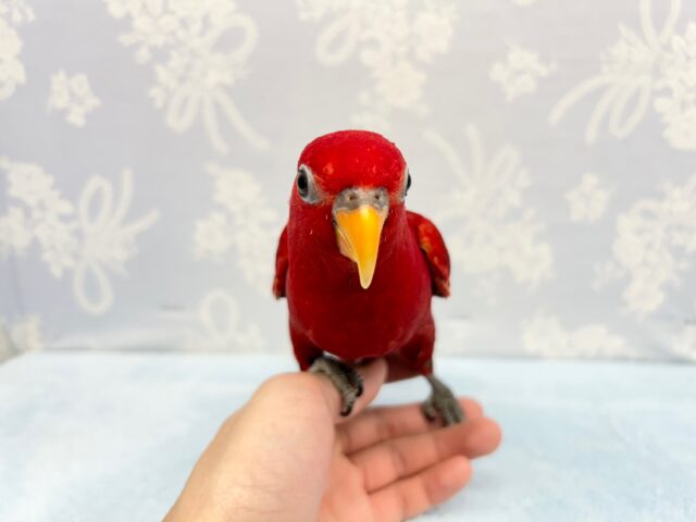 ヒインコ