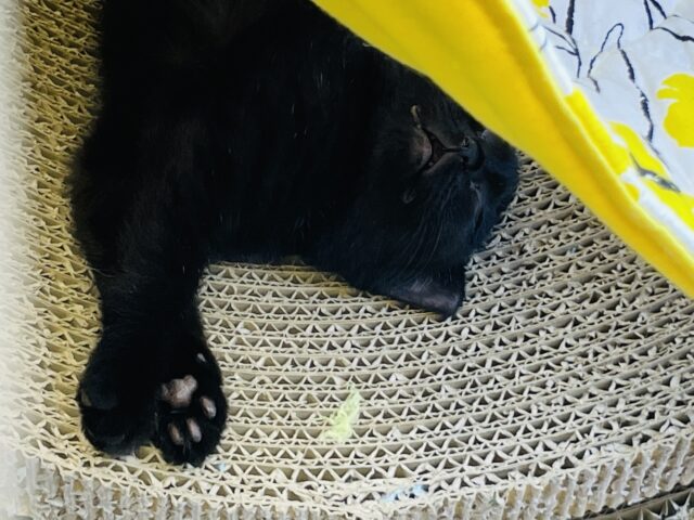 スコティッシュフォールド