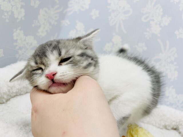 スコティッシュフォールド