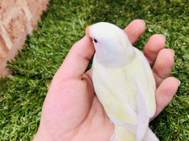 コザクラインコ（小桜インコ）