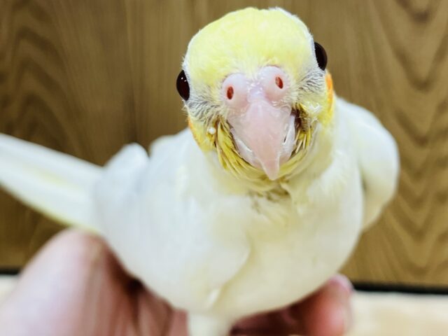 オカメインコ