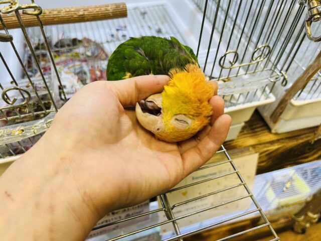 シロハラインコ