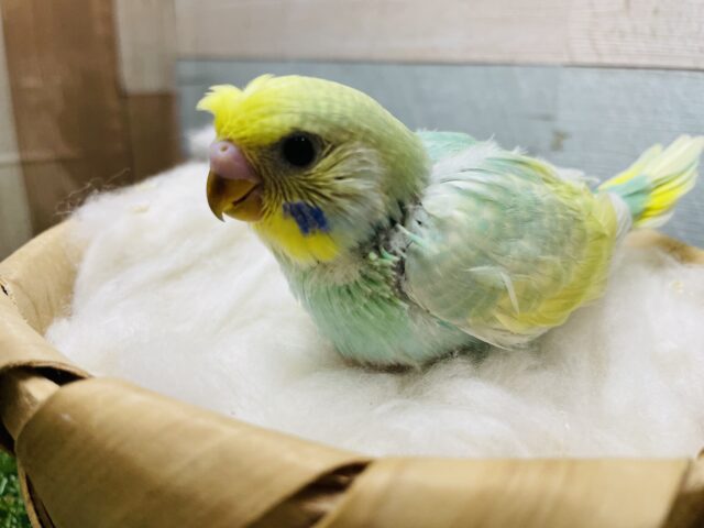 セキセイインコ