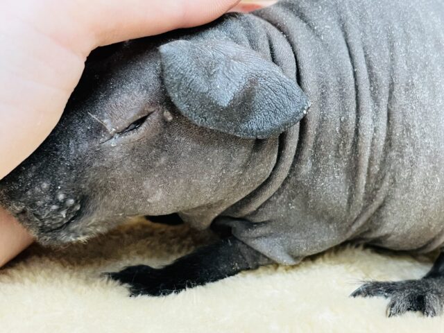 スキニーギニアピッグ