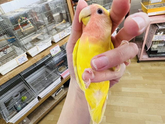 コザクラインコ（小桜インコ）