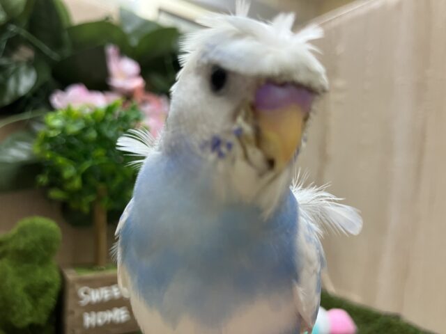 羽衣セキセイインコ