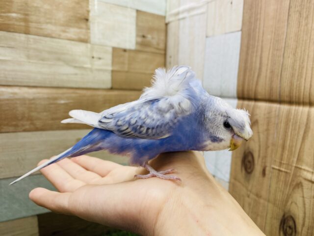 羽衣セキセイインコ