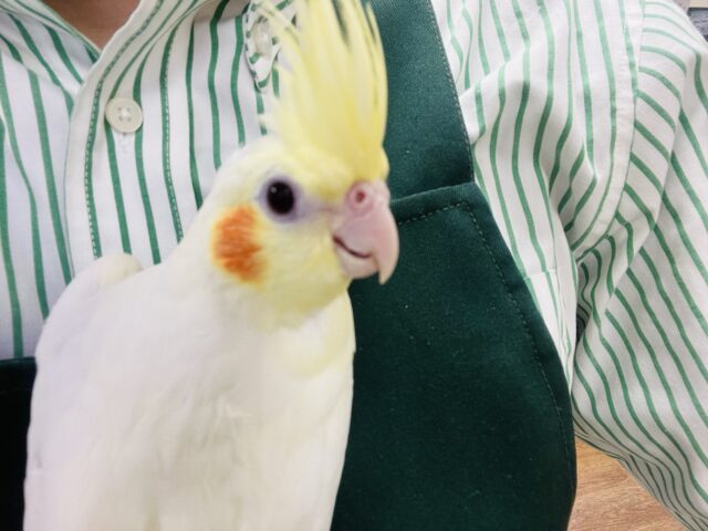 オカメインコ