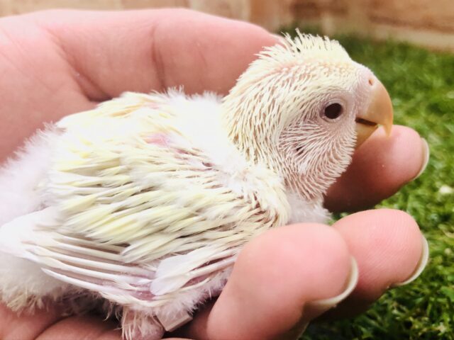 コザクラインコ（小桜インコ）