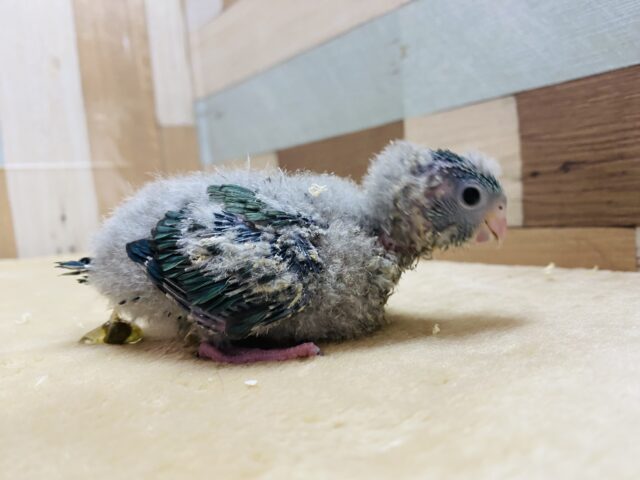 サザナミインコ