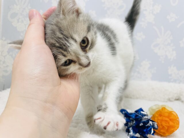 スコティッシュフォールド