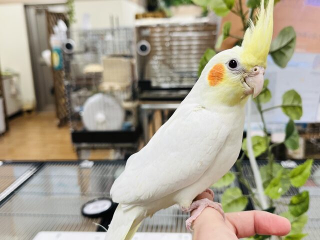 オカメインコ