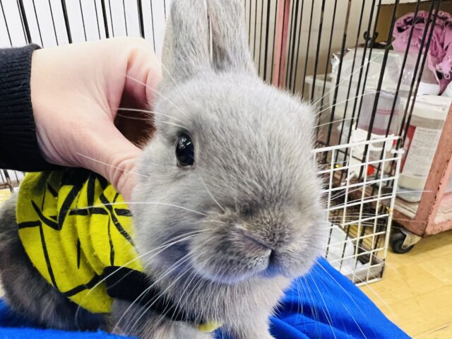 ネザーランドドワーフ