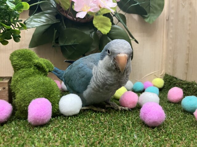 オキナインコ