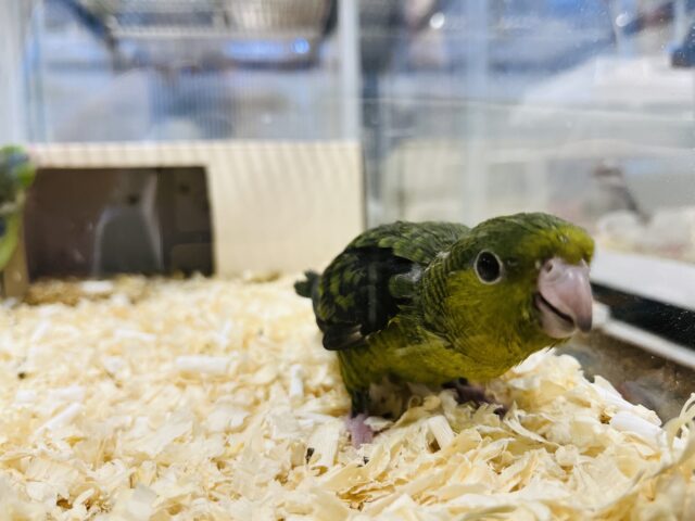 サザナミインコ