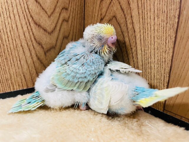 セキセイインコ