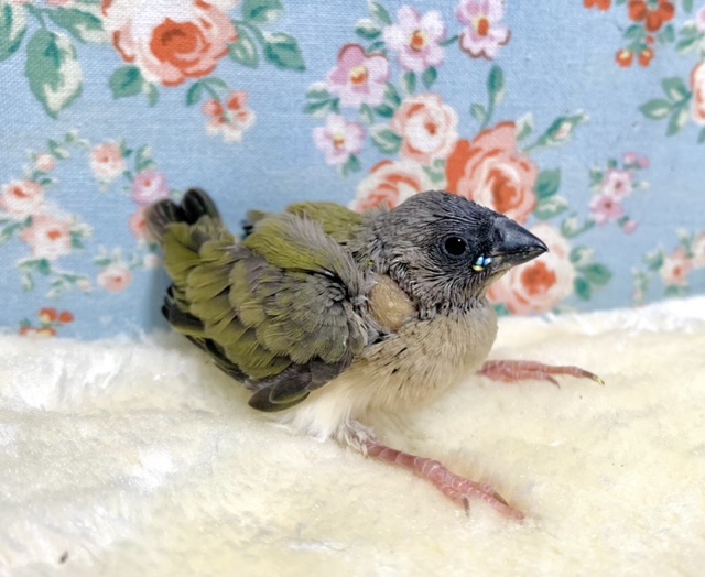 コキン鳥 ノーマル 🍎🌵 1/28 コキンチョウ