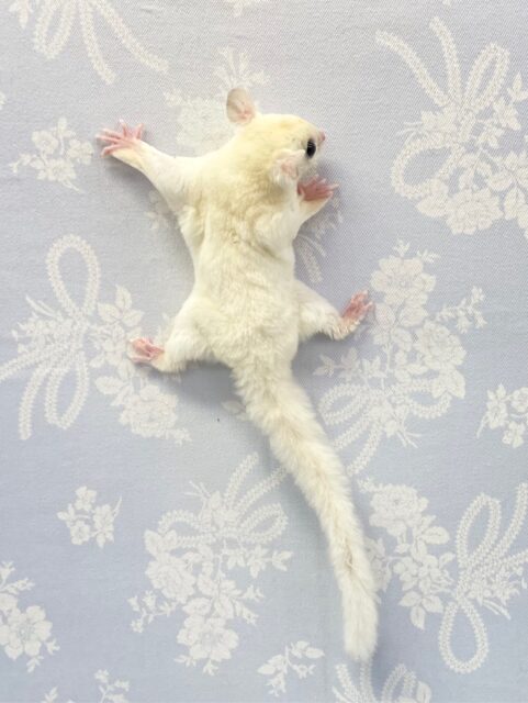 フクロモモンガ