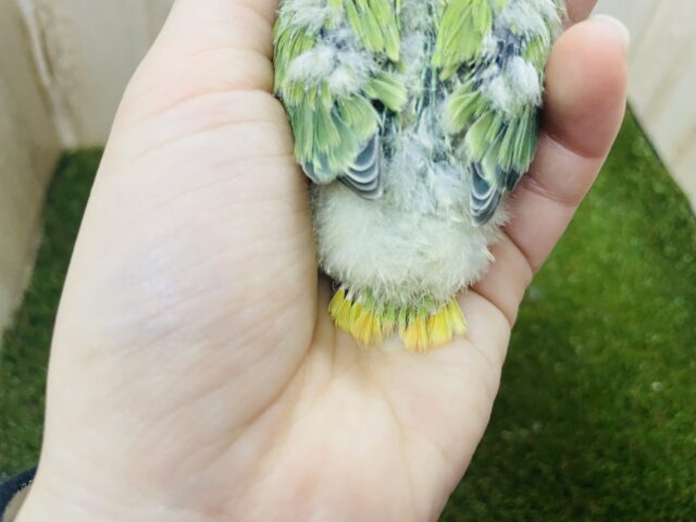 コザクラインコ（小桜インコ）
