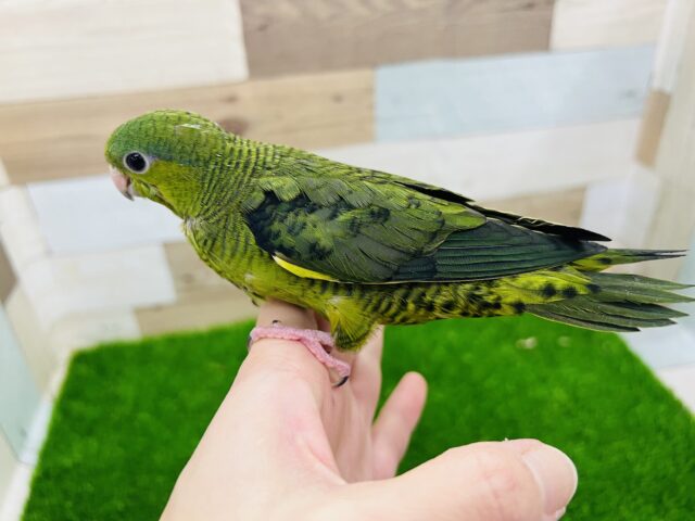 サザナミインコ