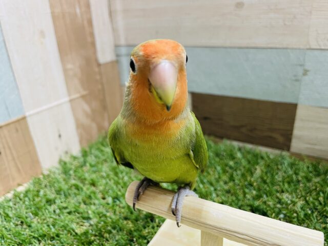 コザクラインコ（小桜インコ）