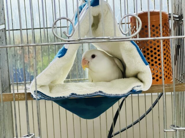 コザクラインコ（小桜インコ）