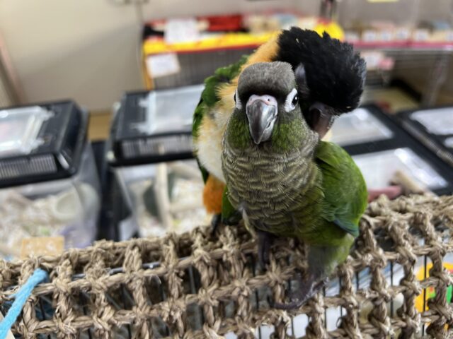 ホオミドリウロコインコ