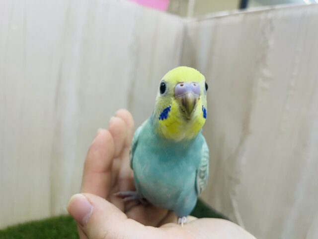 セキセイインコ