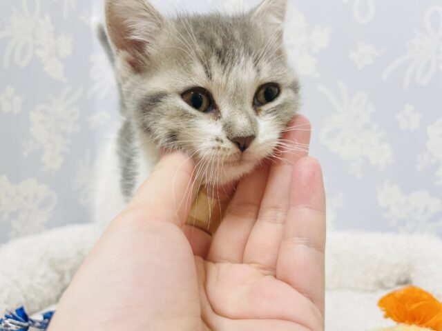 スコティッシュフォールド