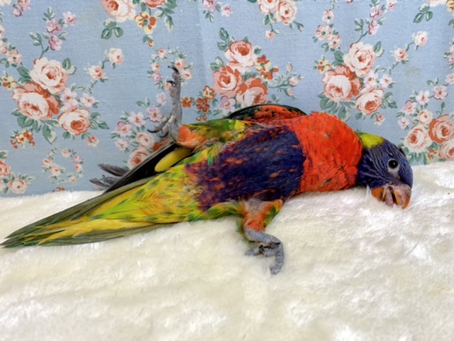 ゴシキセイガイインコ