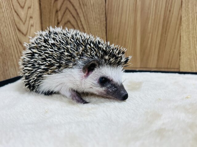 ハリネズミ（ヨツユビハリネズミ）