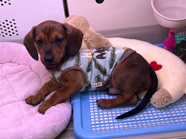 スタンダードダックス