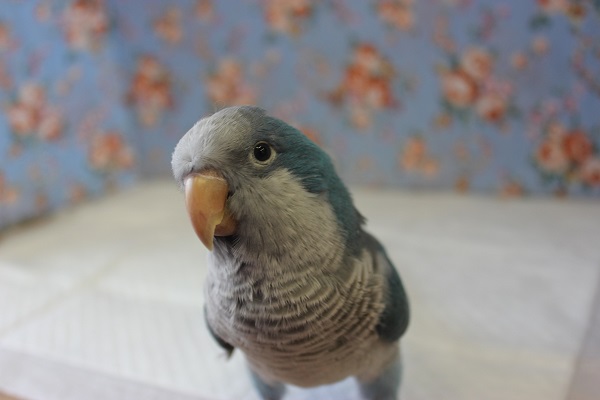 オキナインコ