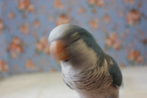 オキナインコ