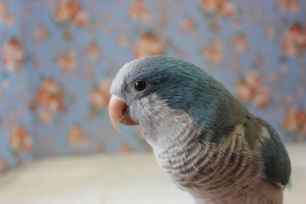 オキナインコ