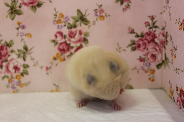 ゴールデンハムスター