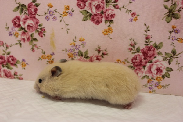 ゴールデンハムスター