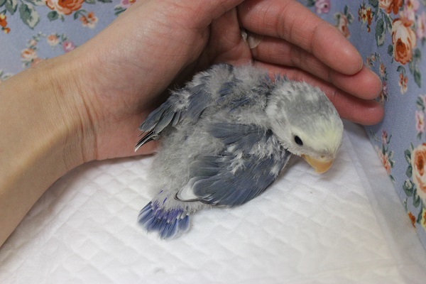 コザクラインコ（小桜インコ）