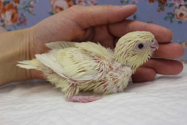 サザナミインコ