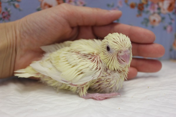 サザナミインコ