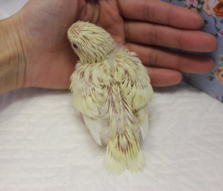 サザナミインコ