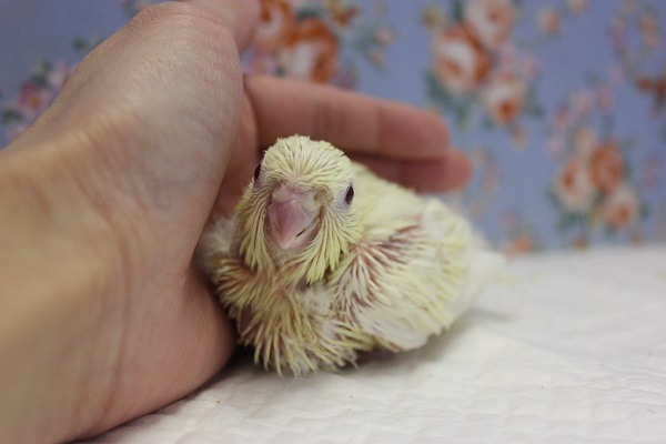 サザナミインコ