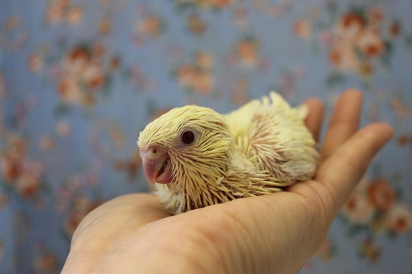 サザナミインコ