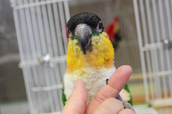 ズグロシロハラインコ