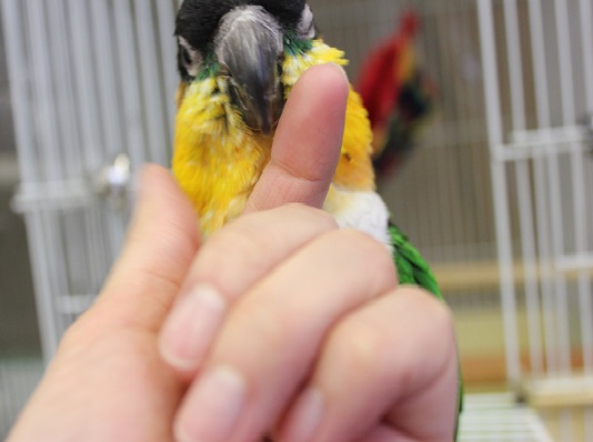 ズグロシロハラインコ