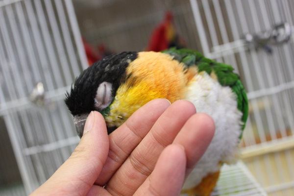 ズグロシロハラインコ