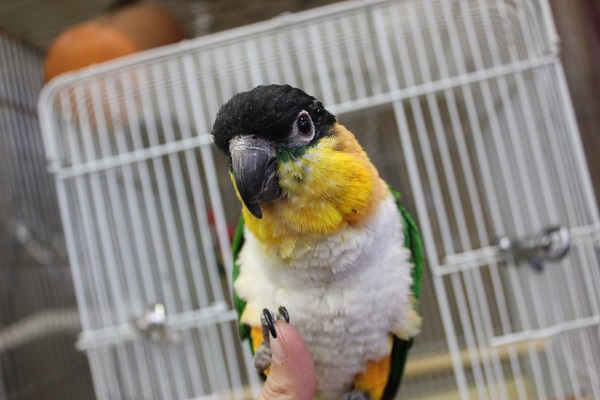 ズグロシロハラインコ