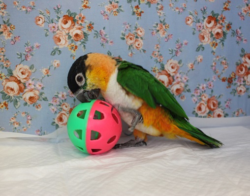 ズグロシロハラインコ